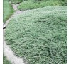 Можжевельник горизонтальный Гласье (Glacier) С2